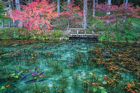 ぎふ長良川鵜飼観賞と郡上おどりを愉しむ涼風を感じる 夏の体験 岐阜3日間1